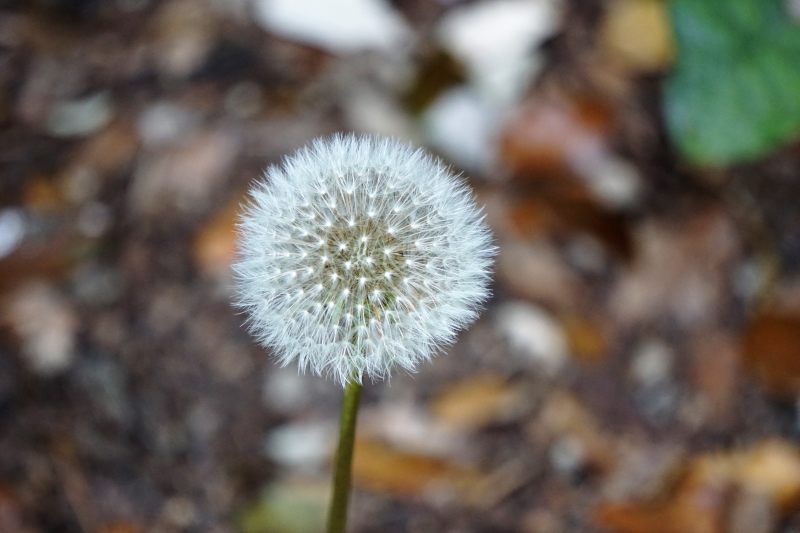 盛开的花朵|光,夏天,季节,小,开花,户外,明亮,植物,模糊,环境,生长,精致,自然,花,花园,蒲公英,蒲公英种子,野生,颜色-海量高质量免版权图片素材-设计师素材-摄影图片-mitapix-美塔图像