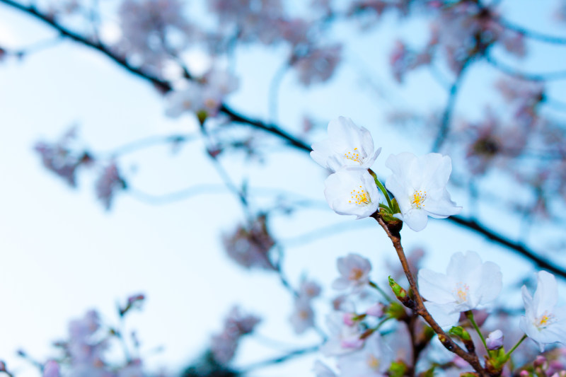 盛开的花朵|季节,开花,户外,树,树枝,植物,模糊,焦点,特写,生长,精致,自然,花,花园,花瓣,芽-海量高质量免版权图片素材-设计师素材-摄影图片-mitapix-美塔图像