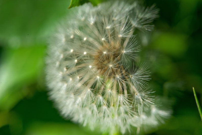 盛开的花朵|季节,宏观,开花,户外,明亮,植物,模糊,特写,环境,生长,精致,绒毛,自然,花,花园,蒲公英,野生,颜色-海量高质量免版权图片素材-设计师素材-摄影图片-mitapix-美塔图像