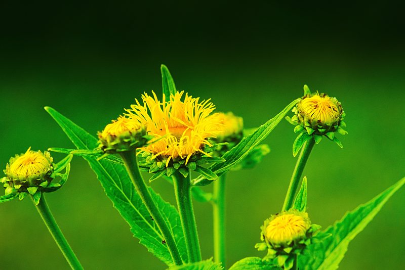 盛开的花朵|叶子,开花,户外,植物,模糊,特写,环境,生长,自然,花,花瓣,黄色-海量高质量免版权图片素材-设计师素材-摄影图片-mitapix-美塔图像