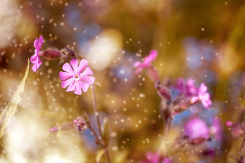 浅焦点摄影粉红色的花Shallow Focus Photography of Pink Flowers|mac电脑壁纸,免费的壁纸,增长,布鲁姆,开花,景深,桌面背景,植物区系,模糊,焦点,特写镜头,盛开的,精致的,自然,花,花园,花壁纸,花瓣,雄伟的,高清壁纸-海量高质量免版权图片素材-设计师素材-摄影图片-mitapix-美塔图像