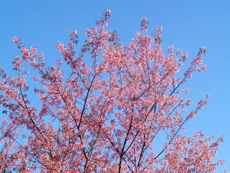 盛开的花朵|天空,娇嫩,开花,树,植物,樱花,生长,自然,花,花瓣-海量高质量免版权图片素材-设计师素材-摄影图片-mitapix-美塔图像