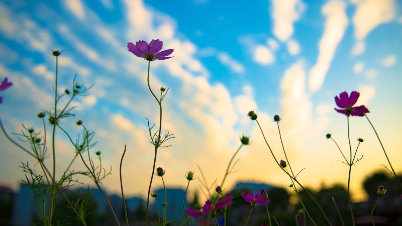 盛开的花朵|云,天空,宏观,开花,景深,植物,模糊,焦点,特写,生长,精致,自然,花,风景-海量高质量免版权图片素材-设计师素材-摄影图片-mitapix-美塔图像