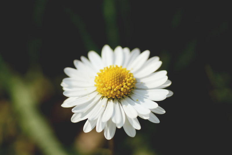 盛开的花朵|开花,户外,植物,植物群,模糊,特写,甘菊,生长,自然,花,花瓣,雏菊,黄色-海量高质量免版权图片素材-设计师素材-摄影图片-mitapix-美塔图像