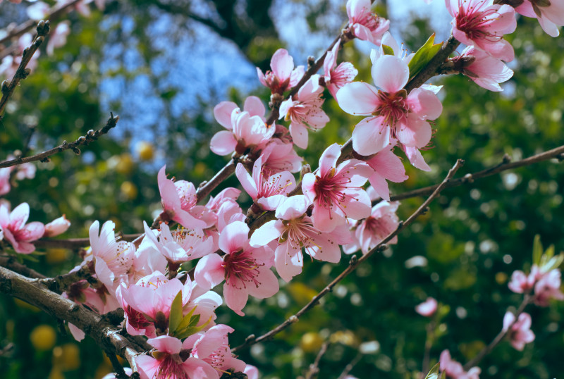 盛开的花朵|开花,枝条,树,植物,模糊,樱花,焦点,特写,环境,生长,精致,自然,花,花瓣-海量高质量免版权图片素材-设计师素材-摄影图片-mitapix-美塔图像