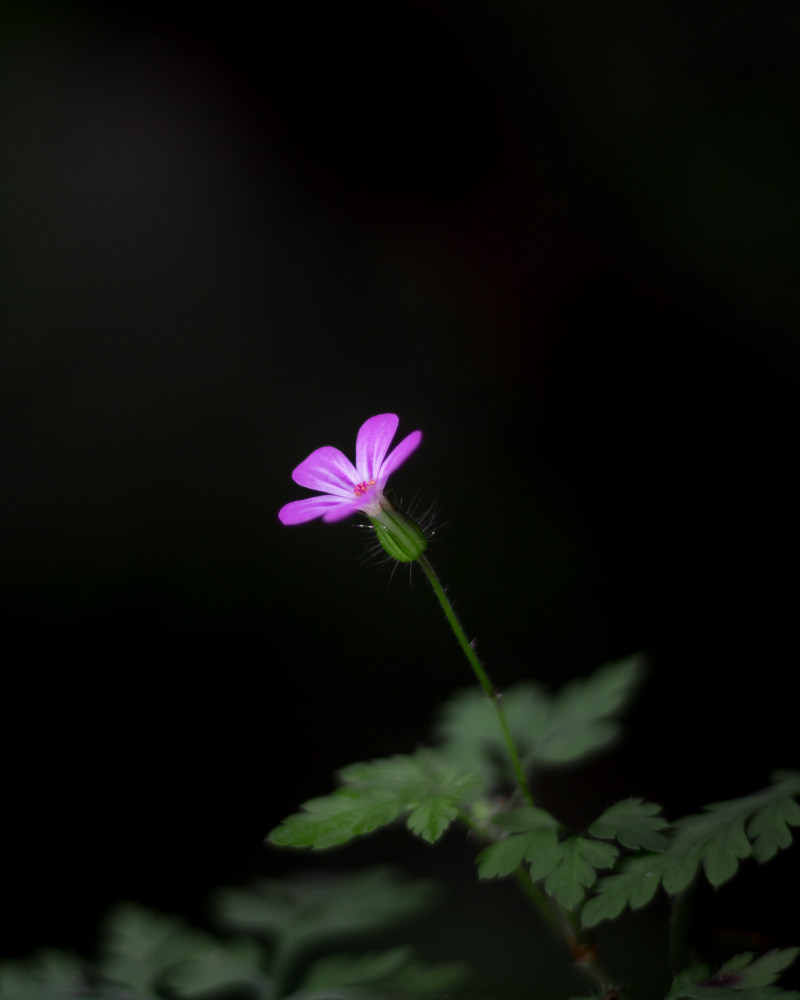 花的特写摄影|叶子,宏观,宏观摄影,开花,植物,模糊,焦点,特写,环境,生长,精致,自然,自然摄影,花,花园,花瓣-海量高质量免版权图片素材-设计师素材-摄影图片-mitapix-美塔图像