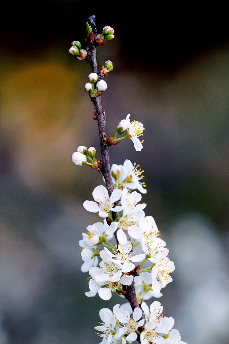 白花花摄影|娇嫩,季节,宏观,开花,户外,枝条,树,植物群,生长,自然,花,花园,花瓣,花蕾-海量高质量免版权图片素材-设计师素材-摄影图片-mitapix-美塔图像