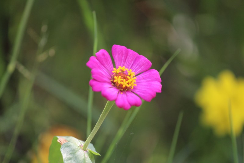 紫瓣花|充满活力,夏天,开花,户外,明亮,植物群,模糊,特写,生长,田野,盛开,精致,紫色,自然,色彩,花,花园,花瓣,花粉,草,野生,颜色-海量高质量免版权图片素材-设计师素材-摄影图片-mitapix-美塔图像