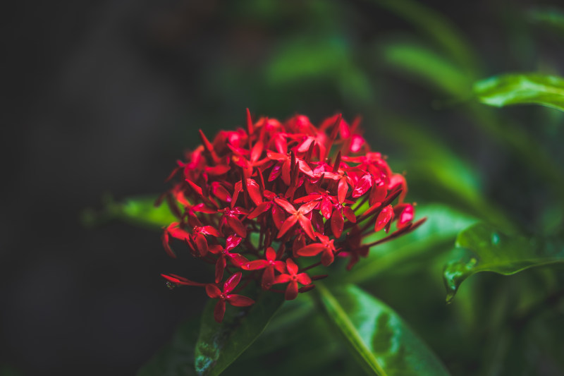 红花特写摄影|叶子,季节,开花,户外,明亮,植物,模糊,热带,焦点,特写,生长,精致,自然,色彩,花,花园,花瓣,野生-海量高质量免版权图片素材-设计师素材-摄影图片-mitapix-美塔图像