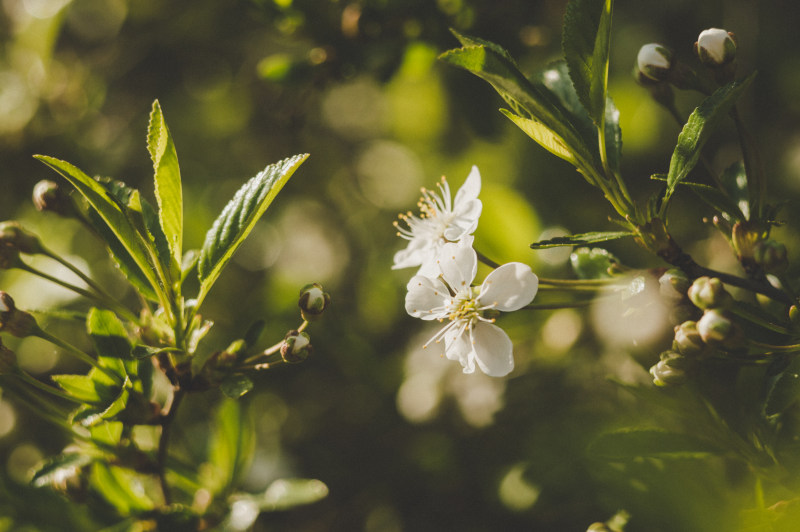 白花花选择性对焦摄影|叶子,开花,户外,枝条,植物群,生长,田野的深度,自然,花,花园,花瓣-海量高质量免版权图片素材-设计师素材-摄影图片-mitapix-美塔图像