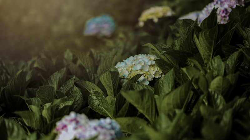 花的特写照片|光,叶子,开花,户外,明亮,植物,模糊,焦点,特写,生长,精致,花,花园,花瓣,静物-海量高质量免版权图片素材-设计师素材-摄影图片-mitapix-美塔图像