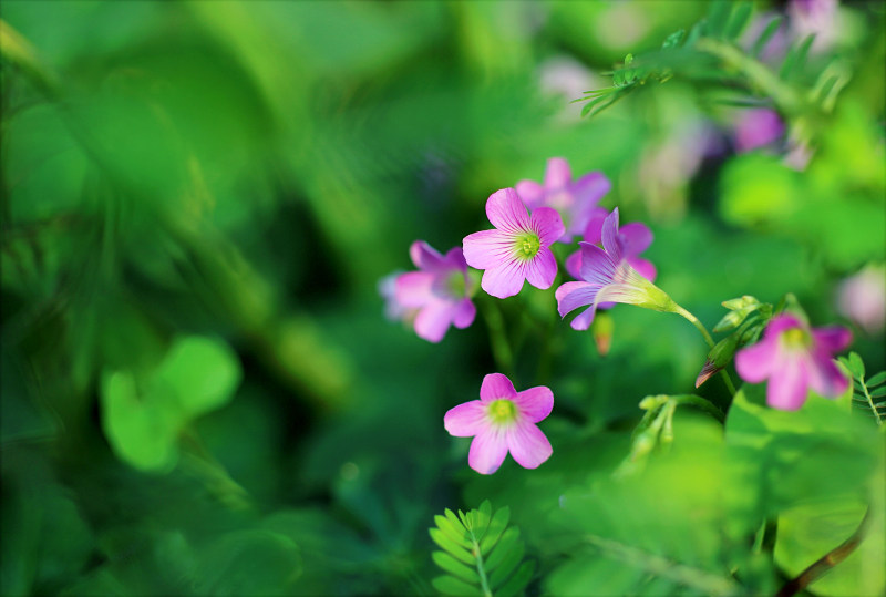 粉红色花瓣的浅对焦照片|叶子,开花,户外,明亮,植物,模糊的背景,特写,生长,自然,色彩,花园,花朵,花瓣,花蕾-海量高质量免版权图片素材-设计师素材-摄影图片-mitapix-美塔图像