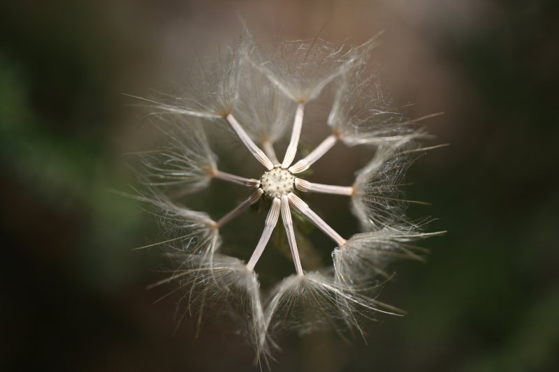 开花模糊|开花,户外,植物,植物区系,模糊,特写,生长,白色,种子,自然,花,草,蒲公英-海量高质量免版权图片素材-设计师素材-摄影图片-mitapix-美塔图像