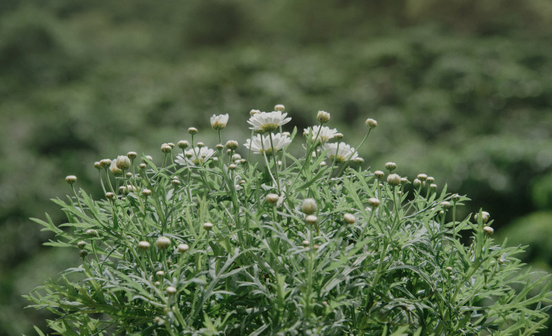 花蕾特写摄影-叶子,开花,景深,植物,模糊,焦点,特写,环境,生长,自然,花朵,花蕾-海量高质量免版权图片素材-设计师素材-摄影图片-mitapix-美塔图像