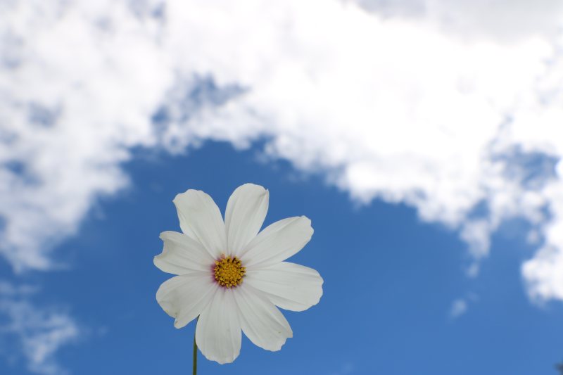 盛开的蓝天|Bloom,Blossom,BlueSky,Flora,Flower,HD壁纸,nature,Sky-海量高质量免版权图片素材-设计师素材-摄影图片-mitapix-美塔图像