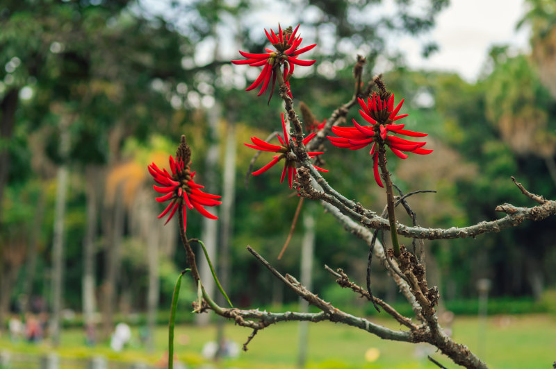 红色花瓣花|枝,植物群,花,花瓣-海量高质量免版权图片素材-设计师素材-摄影图片-mitapix-美塔图像