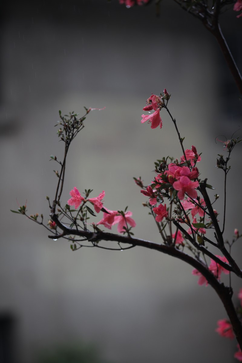 粉红色花瓣选择性对焦摄影|大花,枝,树,植物群,花-海量高质量免版权图片素材-设计师素材-摄影图片-mitapix-美塔图像