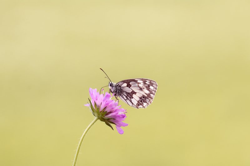 栖息在粉红色花朵上的棕色蝴蝶|Bloom,Blossom,Butterfly,Flora,Flower,HD壁纸,免版税图片,昆虫,自然,花瓣-海量高质量免版权图片素材-设计师素材-摄影图片-mitapix-美塔图像