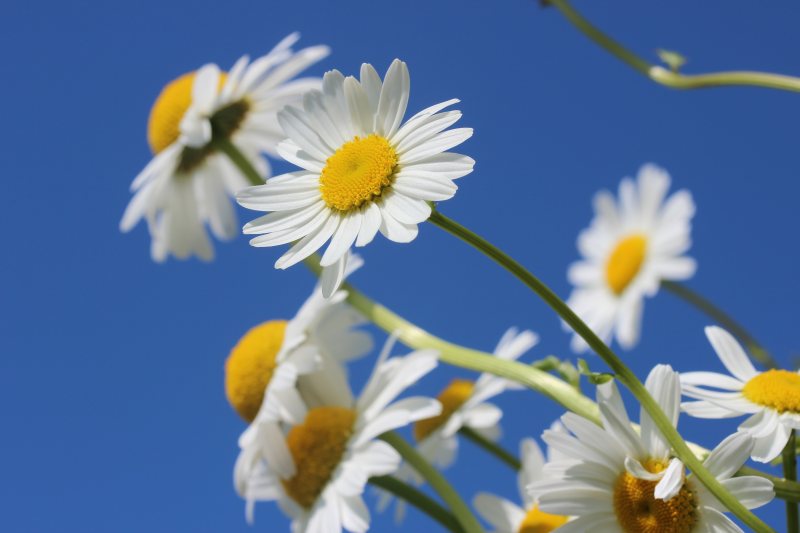 特写照片白色花瓣花|Bloom,Blossom,Chamomile,Flora,Flowers,macro,RoyaltyFree图片-海量高质量免版权图片素材-设计师素材-摄影图片-mitapix-美塔图像