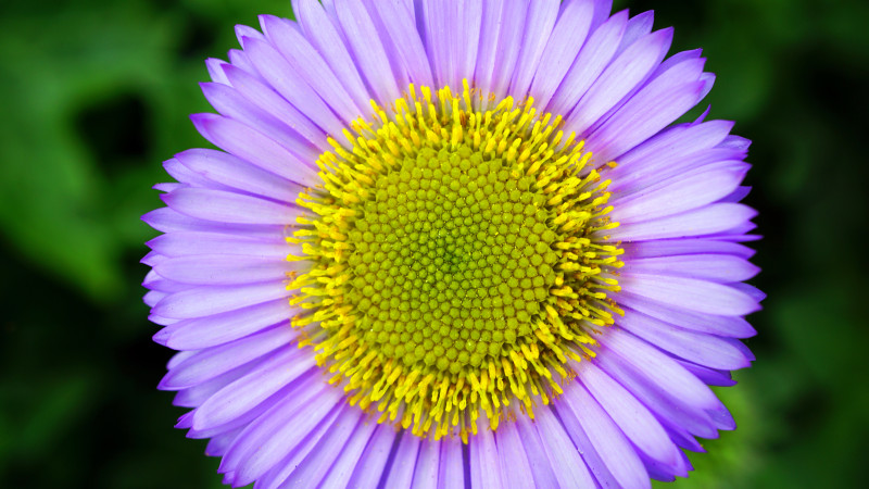 紫黄花缩微摄影|Bloom,Blossom,Close-up,Daisy,Flora,Flower,HD壁纸,macro-海量高质量免版权图片素材-设计师素材-摄影图片-mitapix-美塔图像