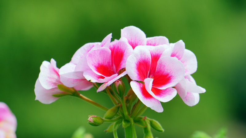 粉红色和红色的花瓣花|宏观,开花,植物,特写,自然,鲜花-海量高质量免版权图片素材-设计师素材-摄影图片-mitapix-美塔图像