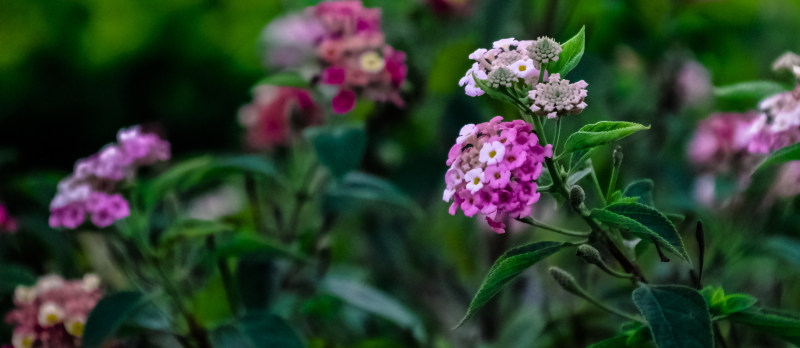 紫白花|宏观,植物,特写,自然,花-海量高质量免版权图片素材-设计师素材-摄影图片-mitapix-美塔图像