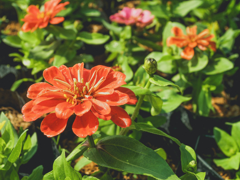 橙色花瓣花的选择性焦点照片Selective Focus Photo Of Orange Petaled Flower|Bloom,Blossom,closeup,Flora,Flowers,macro,petal,plant,宏,开花,植物,植物群,特写,绽放,花,花瓣-海量高质量免版权图片素材-设计师素材-摄影图片-mitapix-美塔图像