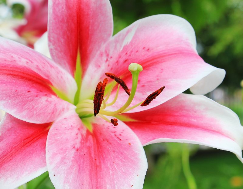 粉白色花瓣花|HD壁纸,植物,特写,自然,花,花瓣,雄蕊,雌蕊-海量高质量免版权图片素材-设计师素材-摄影图片-mitapix-美塔图像