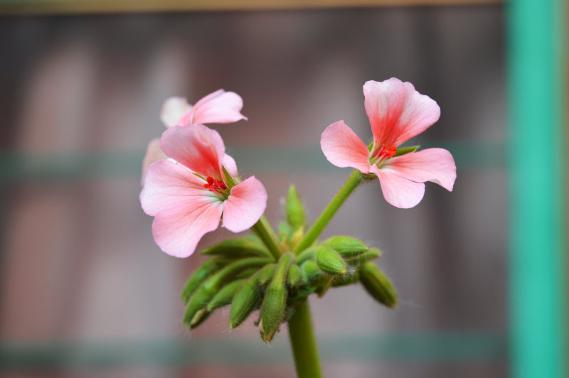 BloomBlossom特写镜头|大花瓣,开花,植物,植物群,特写,花,花瓣-海量高质量免版权图片素材-设计师素材-摄影图片-mitapix-美塔图像