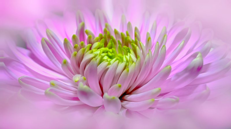 BloomBlossom特写镜头|大丽花,开花,植物,特写,粉红,花-海量高质量免版权图片素材-设计师素材-摄影图片-mitapix-美塔图像