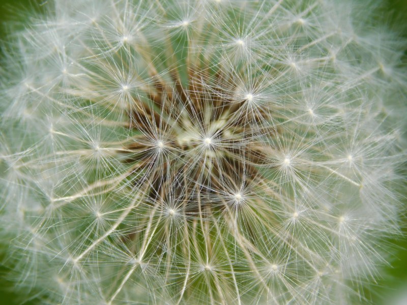 BloomBlossom特写镜头|免版税图像,植物,特写,种子,精致,花,蒲公英-海量高质量免版权图片素材-设计师素材-摄影图片-mitapix-美塔图像