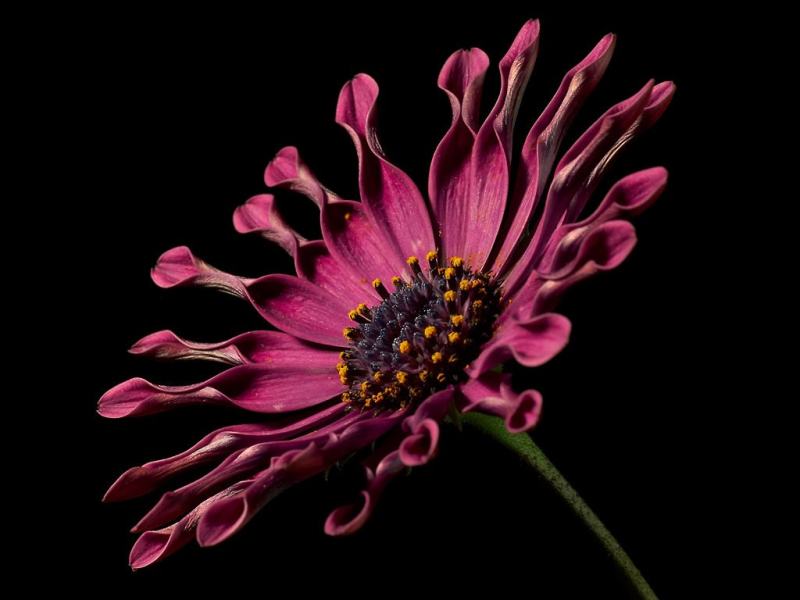 BloomBlossom特写镜头|植物,特写,自然,花,高清壁纸-海量高质量免版权图片素材-设计师素材-摄影图片-mitapix-美塔图像