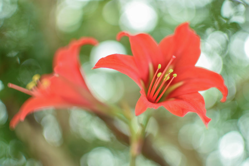 BloomBlossom特写镜头|宏观,植物,特写,精致,自然,花,花瓣-海量高质量免版权图片素材-设计师素材-摄影图片-mitapix-美塔图像