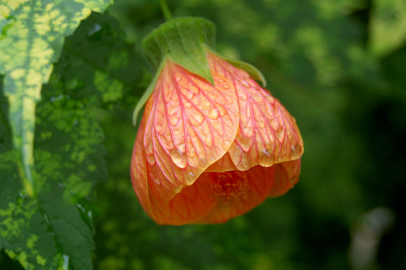 BloomBlossom特写镜头|宏观,开花,植物,潮湿,特写,自然,花,花瓣,露水-海量高质量免版权图片素材-设计师素材-摄影图片-mitapix-美塔图像