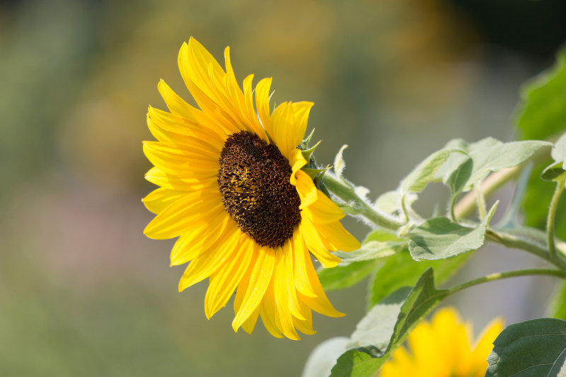 BloomBlossom特写镜头|公共领域的形象,向日葵,宏观,开花,植物,特写,生长,自然,花,花园,花瓣,高清壁纸-海量高质量免版权图片素材-设计师素材-摄影图片-mitapix-美塔图像