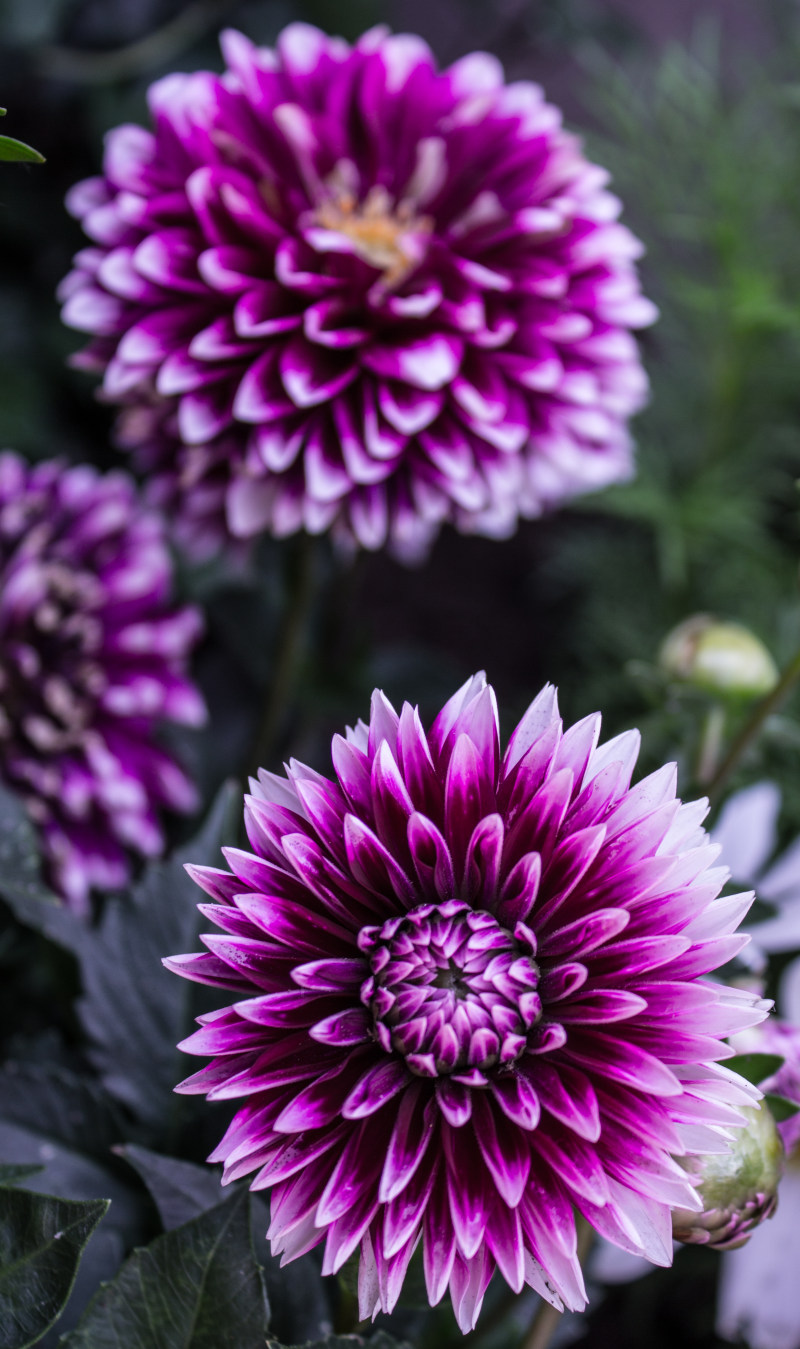 BloomBlossom特写镜头|公共领域的形象,大丽花,植物,特写,紫色,自然,花,花瓣-海量高质量免版权图片素材-设计师素材-摄影图片-mitapix-美塔图像