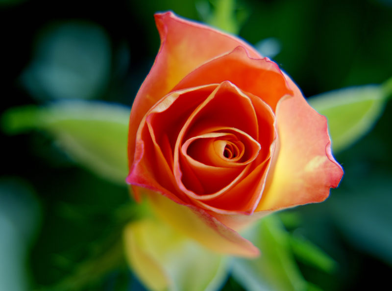 BloomBlossom特写镜头|Bloom,Blossom,Close-up,Flora,Flower,HD壁纸,macro,Rose-海量高质量免版权图片素材-设计师素材-摄影图片-mitapix-美塔图像