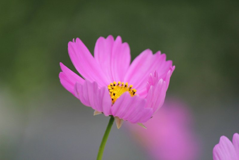 粉红色花瓣花|HD墙纸,宇宙花,宏,植物,花,采购产品花-海量高质量免版权图片素材-设计师素材-摄影图片-mitapix-美塔图像