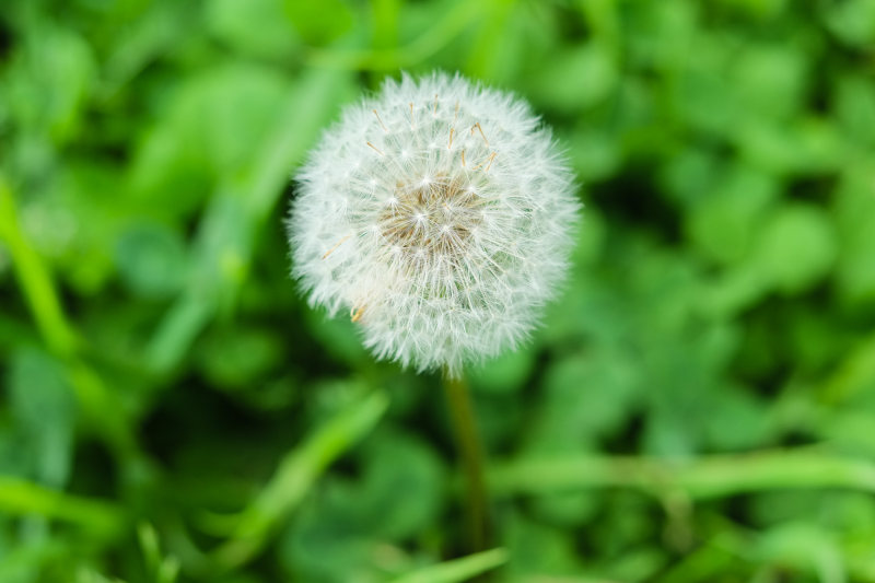 蒲公英|宏,开花,户外,植物,环境,生长,自然,花,花园,草,蒲公英,高清壁纸-海量高质量免版权图片素材-设计师素材-摄影图片-mitapix-美塔图像