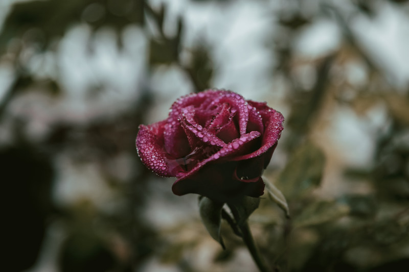 选择聚焦摄影的红玫瑰Selective Focus Photography Of Red Rose|布鲁姆,开花,植物区系,湿,玫瑰,花,花瓣,露水-海量高质量免版权图片素材-设计师素材-摄影图片-mitapix-美塔图像