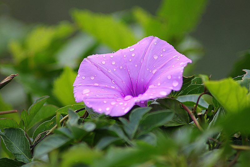 白天被绿色植物包围的紫色花瓣花|叶子,宏观,开花,植物,植物群,潮湿,牵牛花,花,露水-海量高质量免版权图片素材-设计师素材-摄影图片-mitapix-美塔图像