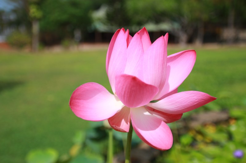 粉红色花瓣高清照片|HD墙纸,宏观,植物,自然,花,花园-海量高质量免版权图片素材-设计师素材-摄影图片-mitapix-美塔图像