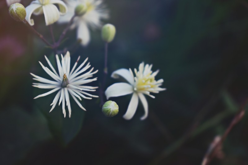 白色花瓣花的特写照片|大的,开花,植物,植物群,花,花瓣-海量高质量免版权图片素材-设计师素材-摄影图片-mitapix-美塔图像