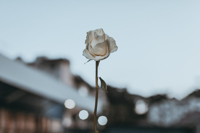 白玫瑰White Rose|公共领域的图像,宏,布鲁姆,开花,植物,植物区系,玫瑰,花瓣-海量高质量免版权图片素材-设计师素材-摄影图片-mitapix-美塔图像