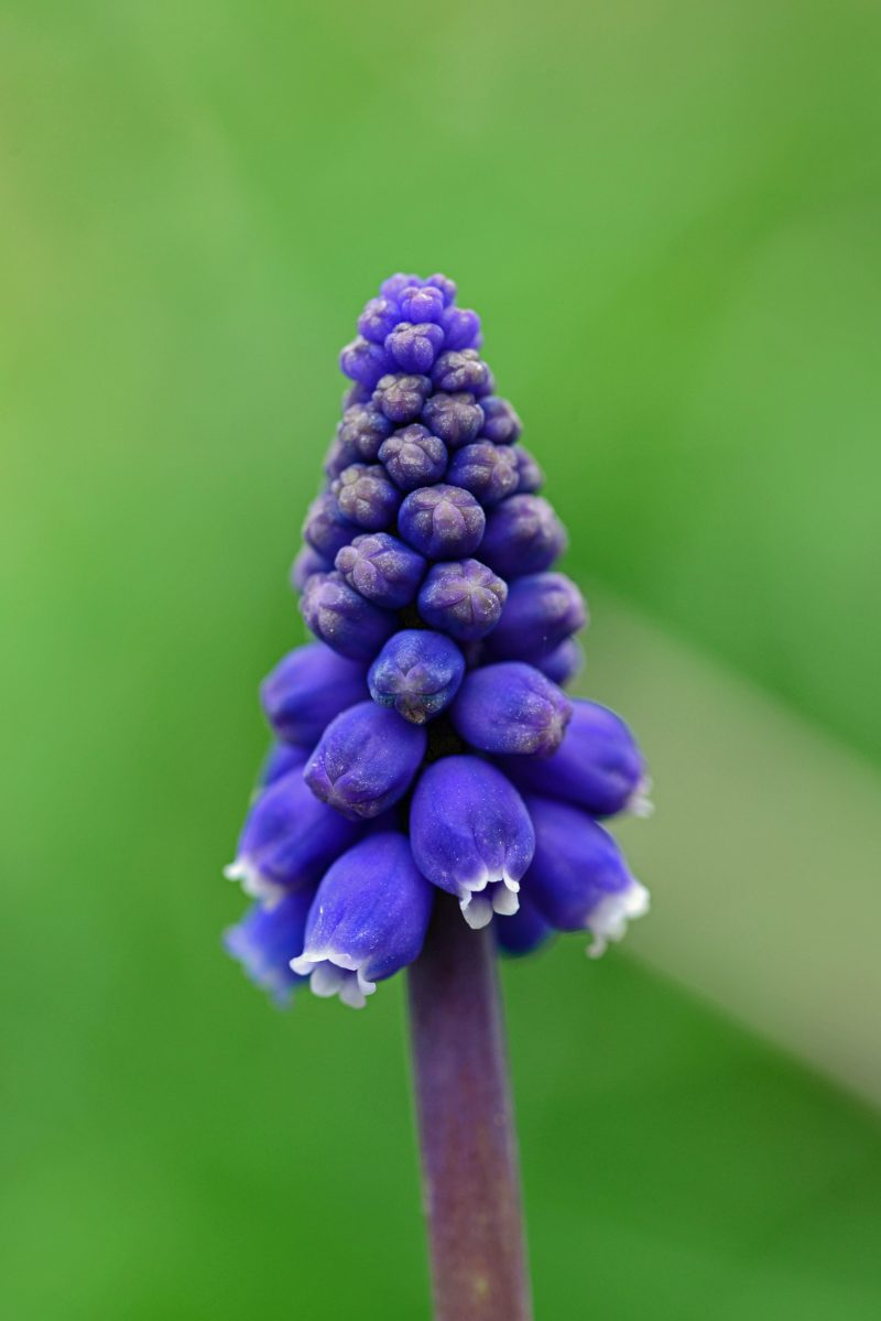 蓝白花瓣花-大,开花,植物,植物区系,花,葡萄风信子,麝香-海量高质量免版权图片素材-设计师素材-摄影图片-mitapix-美塔图像