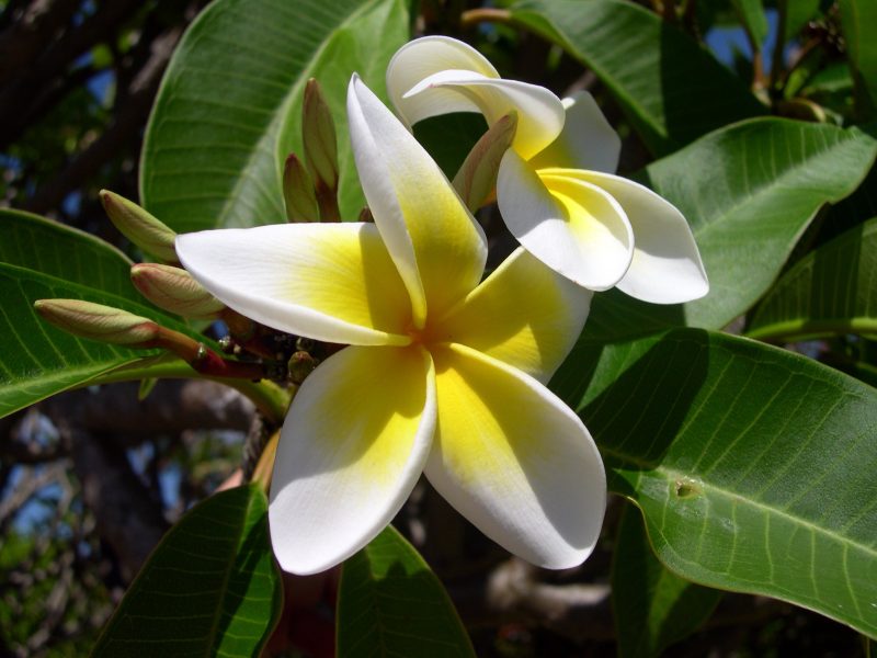 白天开花的白花、黄色的羽衣甘蓝|乳香,开花,植物,植物群,羽衣甘蓝,花-海量高质量免版权图片素材-设计师素材-摄影图片-mitapix-美塔图像