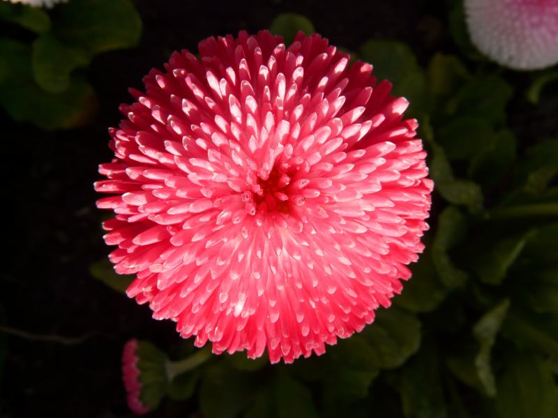 粉红色花瓣花|宏,植物,自然,花,高清壁纸-海量高质量免版权图片素材-设计师素材-摄影图片-mitapix-美塔图像