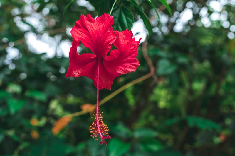 红芙蓉的选择性对焦摄影|大,植物,植物群,红色,芙蓉,花,花瓣-海量高质量免版权图片素材-设计师素材-摄影图片-mitapix-美塔图像