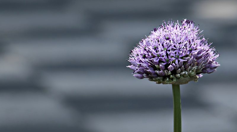 BloomBlur特写镜头|季节,宏观,植物,模糊,焦点,特写,自然,花,花瓣,茎-海量高质量免版权图片素材-设计师素材-摄影图片-mitapix-美塔图像