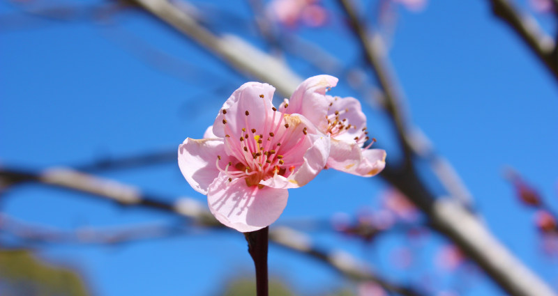 盛开的花|开花,花-海量高质量免版权图片素材-设计师素材-摄影图片-mitapix-美塔图像